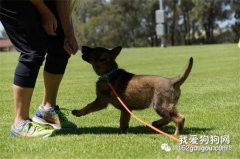 幼犬饲养护理需要注意的问题