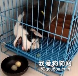 <b>看二哈宝宝吃饭的样子，铲屎官哭笑不得：纯是挺纯的，就是...</b>