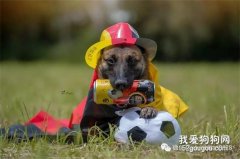 <b>顶级繁育者教你如何挑选凶猛的幼犬</b>