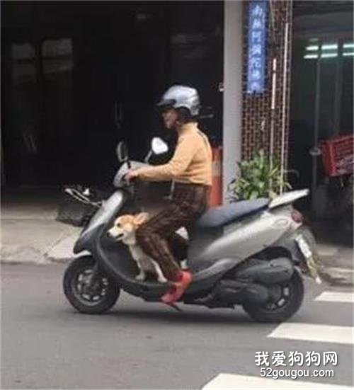 元旦带狗回家，老妈特地骑车来接狗孙，亲生儿子懵了：我咋办？