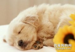 狂犬病是如何传播的，被犬猫抓咬伤怎么处理？