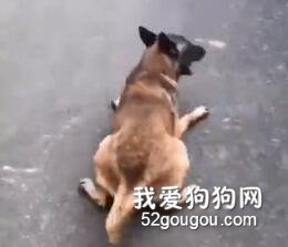 <b>狗狗跟主人去拿快递，发现都是给自己买的零食后……</b>