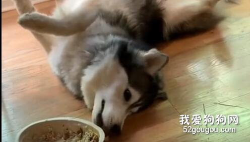 <b>雪橇犬看见同伴没饭吃，它摆了个很嘚瑟的姿势，气死汪了！</b>