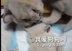 小猫咪肚子饿，躺着喵喵叫，猫妈妈直接给一巴掌后...