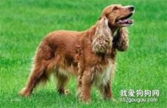 狗狗训练10不要