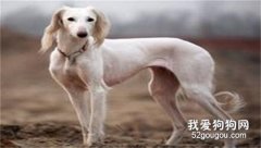 波索尔犬的饲养方法?