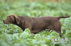 专家教你如何训练指示犬