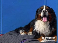 专家教你如何训练瑞士伯恩山犬