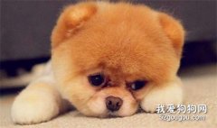 博美犬生病怎么办？