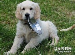 爱犬饮食管教