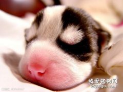 刚断奶的幼犬该如何喂养？