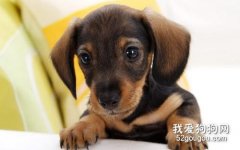 腊肠犬的饲养方法