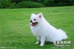 博美犬最正确的饲养方法