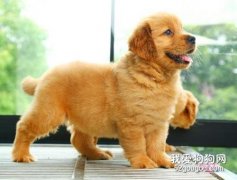 饲养金毛寻回幼犬的注意事项