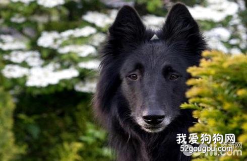 比利时牧羊犬价格