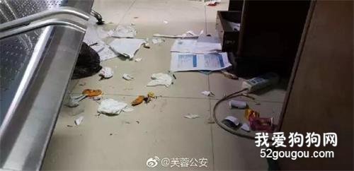 <b>民警收留走失二哈，结果这货拆了派出所，值班民警：想报警...</b>