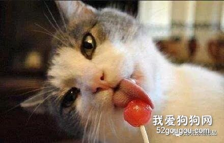 猫咪身上有皮屑是什么原因怎么办