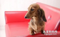 腊肠犬的护理常识