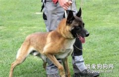 <b>训犬的十条原则，你知道几个？</b>