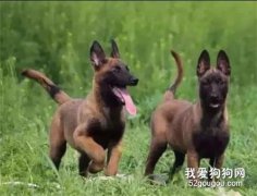 马犬幼犬好养吗？马犬幼犬怎么饲养？