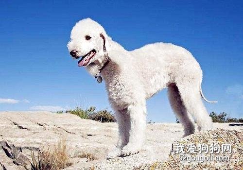 饲养贝灵顿幼犬需要注意的都有什么？