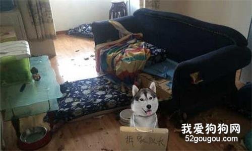 狗狗拆家