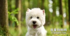 西高地白梗犬错误的喂养方式，你中了几个?