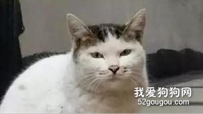 <b>猫猫小时候VS长大后，铲屎官们都开始怀疑人生了，哈哈哈！</b>