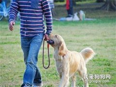 狗狗随行怎么训练?