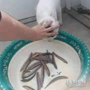 <b>主人准备煮泥鳅，猫就过来试图偷走，于是主人想了这个办法！</b>