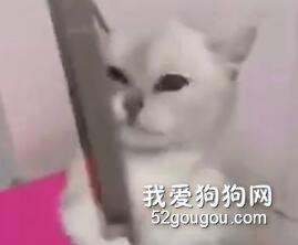 猫咪洗完澡，不敢吹风，死命抱着钢管...忍不住笑喷了...