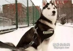 <b>听说二哈当警犬了，结果两秒后....</b>