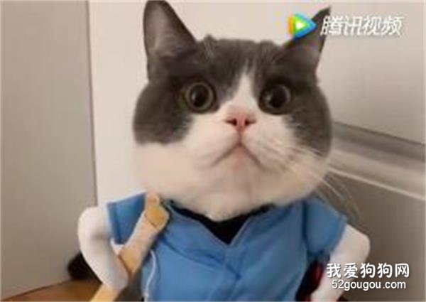 <b>一首《猫的华尔兹 》，送给在座的各位！！</b>