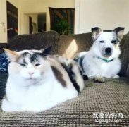 <b>网友说，他家猫和狗，从不正眼看他，原因竟是...</b>