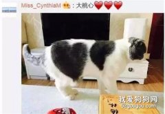 <b>你家猫身上有什么特别的图案吗？每一张都笑疯了...</b>