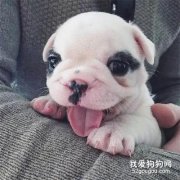 1-2月的幼犬究竟该如何注意肠胃问题