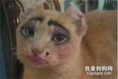 <b>你曾经见过最丑的猫咪长什么样?</b>