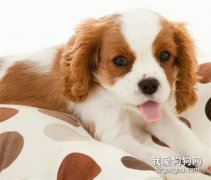 猫犬经常腹泻便秘、消化不良、便臭口臭吃什么调理好？