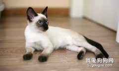 猫咪脚受伤流血怎么办？