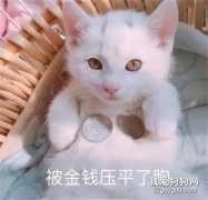 <b>接住，大波猫咪表情包袭来...</b>