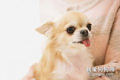 吉娃娃犬怎么养？