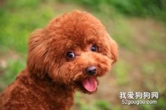 泰迪犬适宜配种时间和注意事项