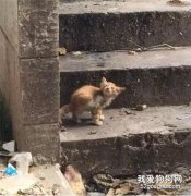 <b>网友捡了只小流浪猫，但养一年后就后悔了...</b>