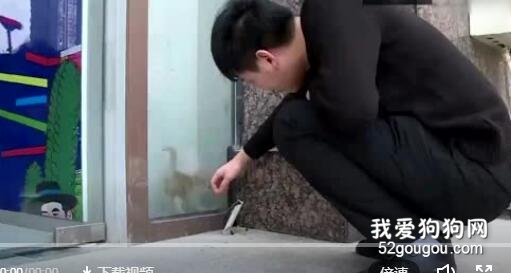 <b>小奶猫被困玻璃夹层三天，暖男最后将它救出，最后的表情亮了...</b>