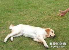 训练狗狗保持躺下的7个步骤