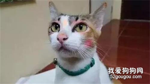 <b>家里的猫和孩子单独待了一会儿之后...</b>