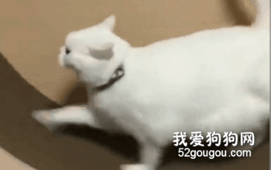 <b>从猫身上看到了自己的减肥日常，太真实了！</b>