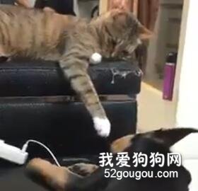 <b>猫咪见狗狗睡着了，摸了摸后，突然...</b>