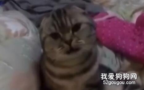 <b>主人在教猫咪叫妈妈，结果猫咪这反应也是没谁了，萌爆...</b>