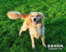 母犬的假孕